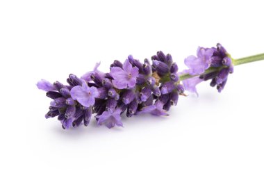 Lavanta çiçekleri beyaz arkaplanda izole edilmiş..
