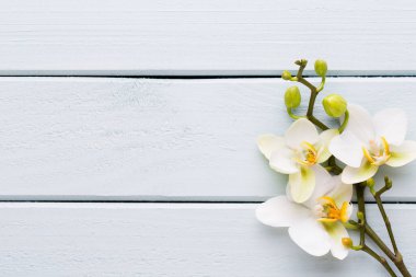 Taş zeminde orkide ve spa taşları. Spa ve sağlık manzarası.