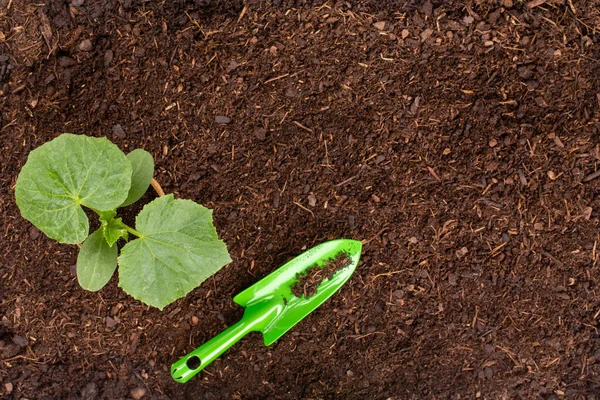 Mujer Plantando Plántulas Jóvenes Ensalada Lechuga Huerto — Foto de Stock