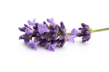 Lavanta çiçekleri beyaz arkaplanda izole edilmiş..