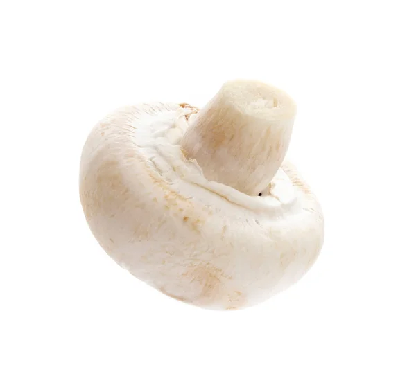 Champignon Isolated White Background — Stock Photo, Image