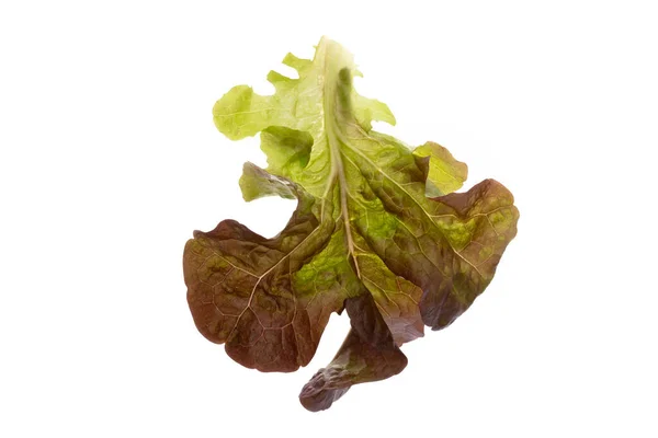Salat Isoliert Auf Weißem Hintergrund — Stockfoto