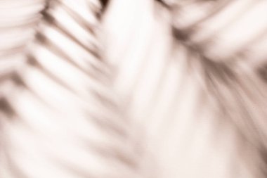 Duvarın arka planında palmiye yaprakları ve gölgeler.