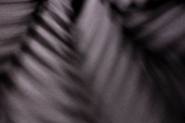 Duvarın arka planında palmiye yaprakları ve gölgeler.