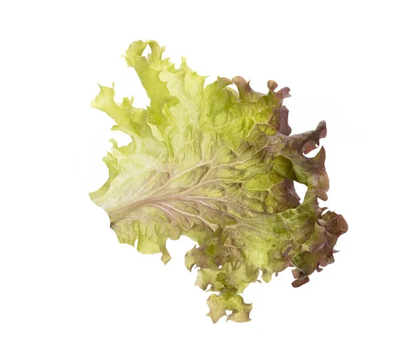 Salat Isoliert Auf Weißem Hintergrund — Stockfoto