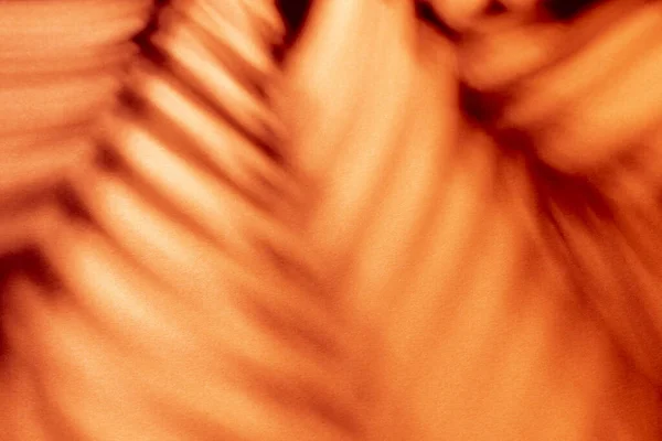 Пальмовые Листья Тени Фоне Цветной Стены — стоковое фото