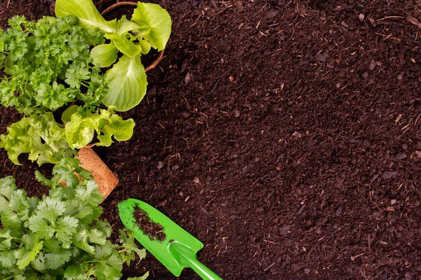 Sebze Bahçesine Salata Tohumu Eken Bir Kadın — Stok fotoğraf