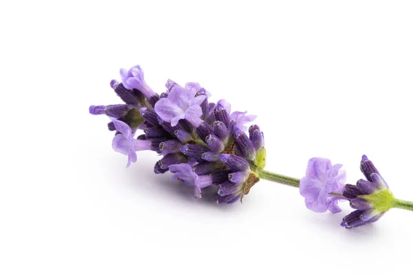 Lavendel Bloemen Bos Gebonden Geïsoleerd Witte Achtergrond — Stockfoto