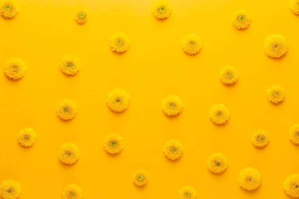 黄色背景上的黄色花纹 葛伯拉春天的花朵排列在鲜明的背景上 顶部视图 平躺在床上瓦伦丁的背景花形图案 母亲节的概念 三月八日 — 图库照片