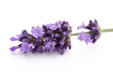 Lavanta çiçekleri beyaz arkaplanda izole edilmiş..