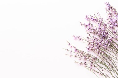 Çiçek kompozisyonu. Pembe arka planda pembe çiçekler. Paskalya, bahar konsepti. Tebrik kartı, düz konum, üst görünüm. 