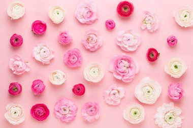 Pembe arka planda güzel renkli ranunculus çiçekleri. Bahar tebrik kartı..