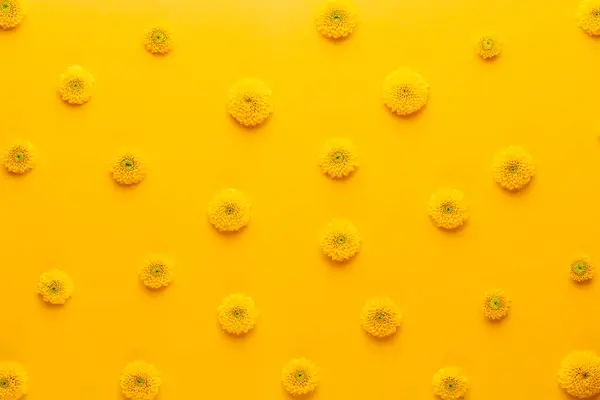 Gelbe Blütenmuster Auf Gelbem Hintergrund Gerbera Frühlingsblumen Arrangiert Auf Einem — Stockfoto