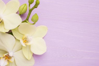 Tahta bir yüzeyde orkide. Stüdyo fotoğrafçılık.