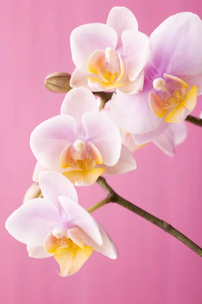 Orquídea Sobre Una Superficie Madera Estudio Fotografía —  Fotos de Stock