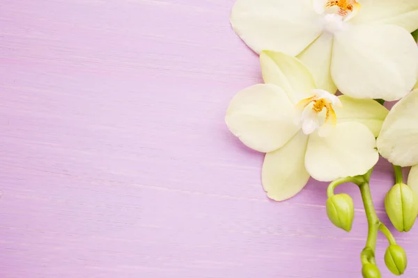 Orquídea Sobre Una Superficie Madera Estudio Fotografía —  Fotos de Stock