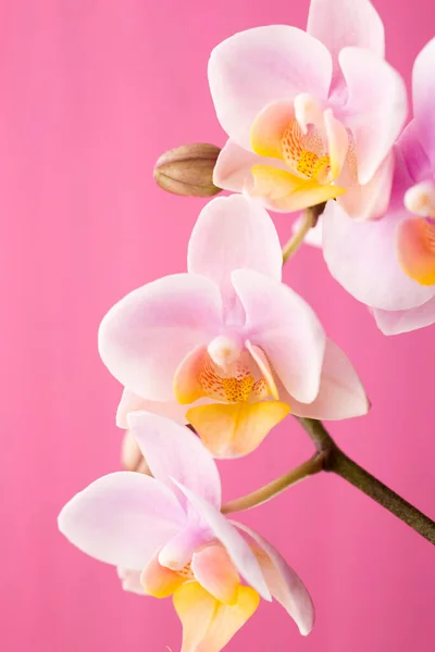 Orchidea Una Superficie Legno Studio Fotografia — Foto Stock