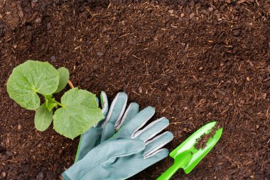 Sebze bahçesine salata tohumu eken bir kadın..