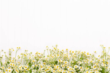 Beyaz arka planda papatya çiçekleri. Düz yatıyordu.