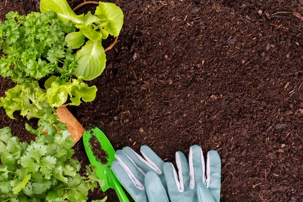 Mujer Plantando Plántulas Jóvenes Ensalada Lechuga Huerto — Foto de Stock