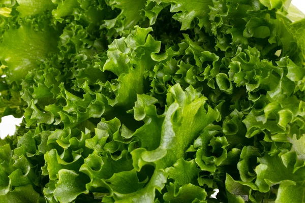 Daun Salad Bio Selada Diisolasi Pada Latar Belakang Putih — Stok Foto