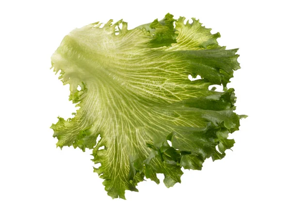 Saladeblad Bio Sla Geïsoleerd Witte Achtergrond — Stockfoto