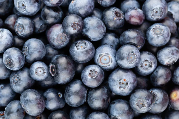 Čerstvé Borůvky Pozadí Kopírovacím Prostorem Pro Text Konstrukce Okraje Veganský — Stock fotografie