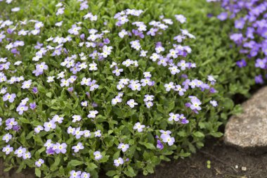 Çiçekler baharda açar. Güzel resim.