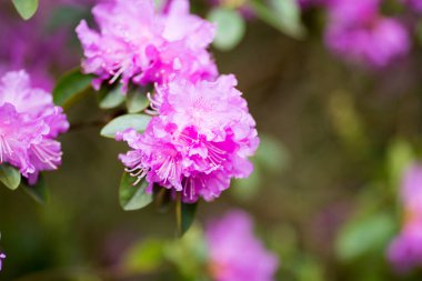 Rododendron baharda açar. Güzel resim.