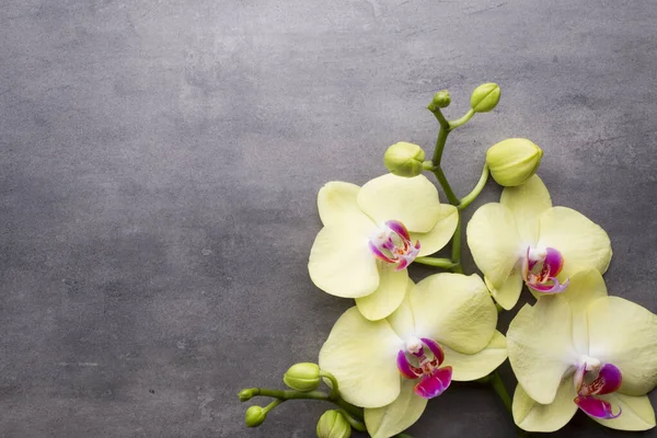 Yellow Orchid Grey Background — Stock Photo, Image