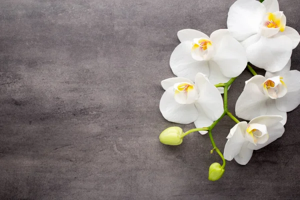 Orquídea Blanca Sobre Fondo Gris — Foto de Stock