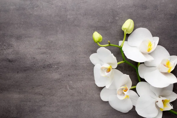 灰色背景上的白色兰花 — 图库照片