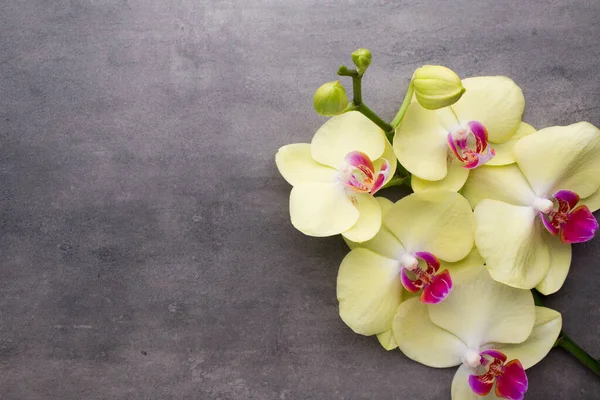 Sárga Orchidea Szürke Háttér — Stock Fotó