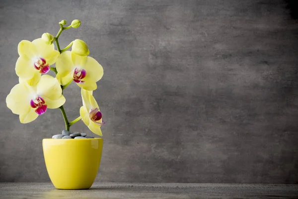 Gele Orchidee Grijze Achtergrond — Stockfoto