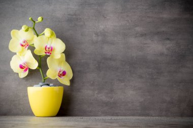 Gri arkaplanda sarı orkide.