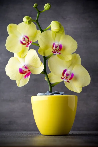 Orchidea Gialla Sullo Sfondo Grigio — Foto Stock