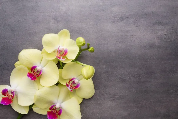 Yellow Orchid Grey Background — Stock Photo, Image