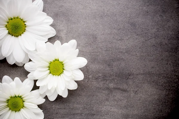 White flowers on the spa background.