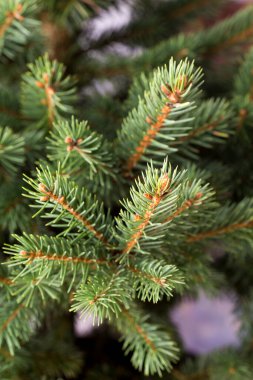 Noel ağacı, tebrik kartı. Dekorasyon.