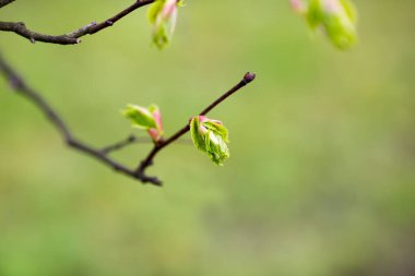 Tahta çiçekler baharda açar. Güzel resim.