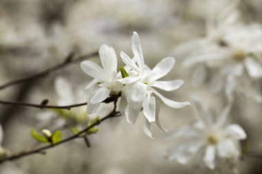 Manolya çiçekleri baharda açar. Güzel resim.