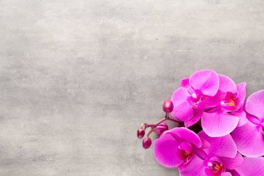 Gri arkaplanda güzel pembe orkide.
