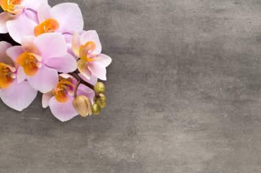 Gri arkaplanda güzel pembe orkide.