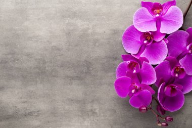 Gri arkaplanda güzel pembe orkide.
