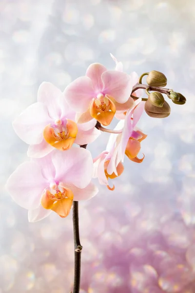 Piękna Różowa Orchidea Szarym Tle — Zdjęcie stockowe