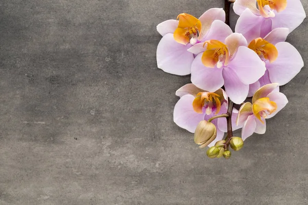 Gyönyörű Rózsaszín Orchidea Szürke Háttér — Stock Fotó