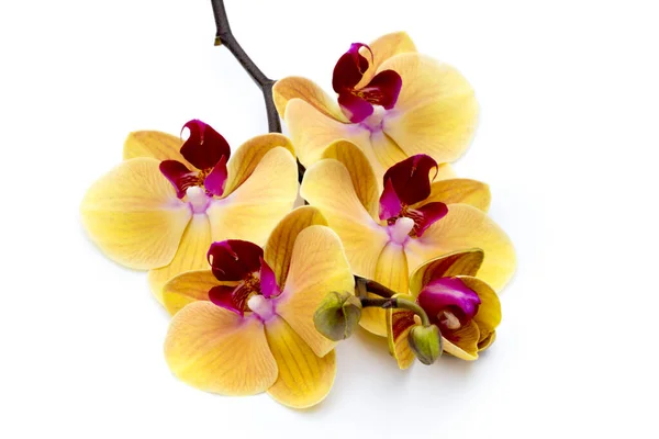 Beautiful Yellow Orchid White Background — Stock Photo, Image