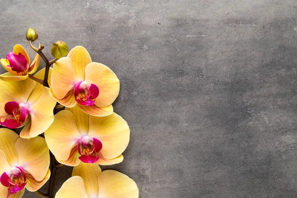 灰色背景上美丽的粉红色兰花 — 图库照片