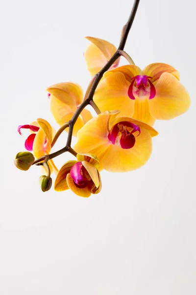 Beautiful Yellow Orchid White Background — Stock Photo, Image