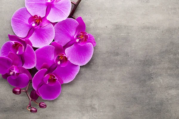 Hermosa Orquídea Rosa Sobre Fondo Gris — Foto de Stock